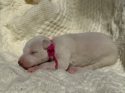 Les chiots de Whippet