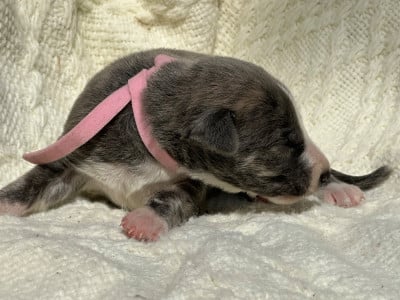 Les chiots de Whippet