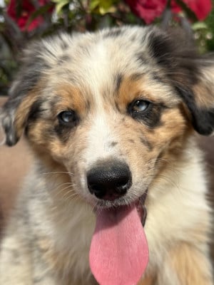 Les chiots de Berger Australien
