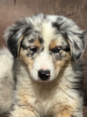 Les chiots de Berger Australien