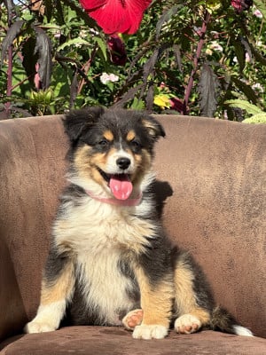 Les chiots de Berger Australien