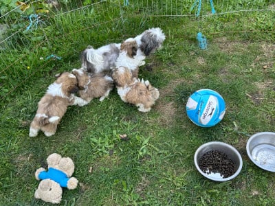 Les chiots de Shih Tzu