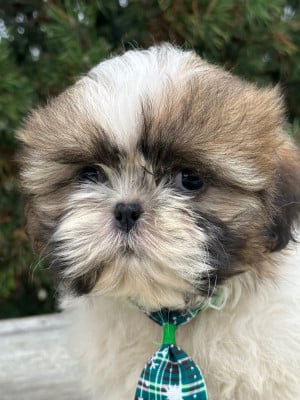 Les chiots de Shih Tzu