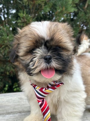 Les chiots de Shih Tzu