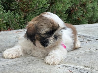 Les chiots de Shih Tzu