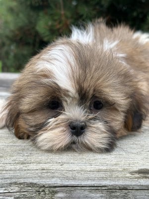 Les chiots de Shih Tzu
