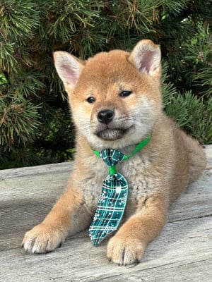 Les chiots de Shiba