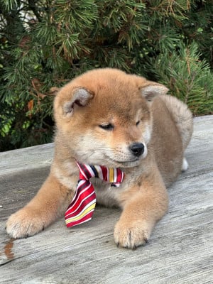 Les chiots de Shiba