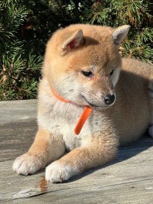 Les chiots de Shiba