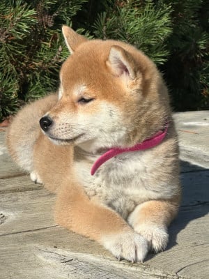 Les chiots de Shiba