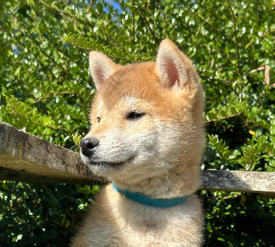 Les chiots de Shiba