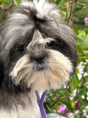 Les chiots de Shih Tzu