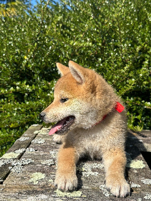 Les chiots de Shiba
