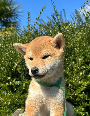 Les chiots de Shiba