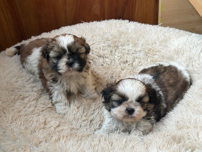Shih Tzu - de l'Empereur Sirius