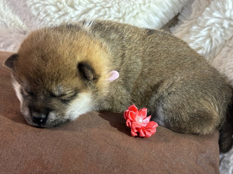 Shiba - de l'Empereur Sirius