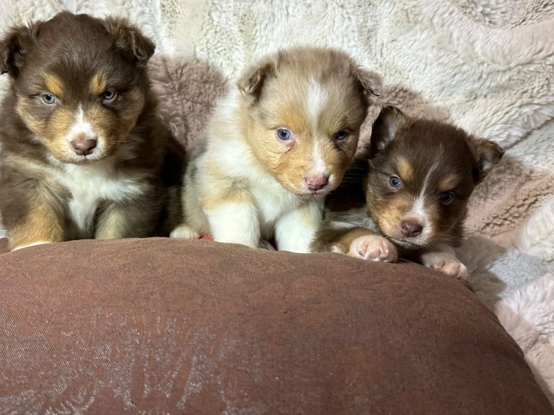 Berger Australien - de l'Empereur Sirius