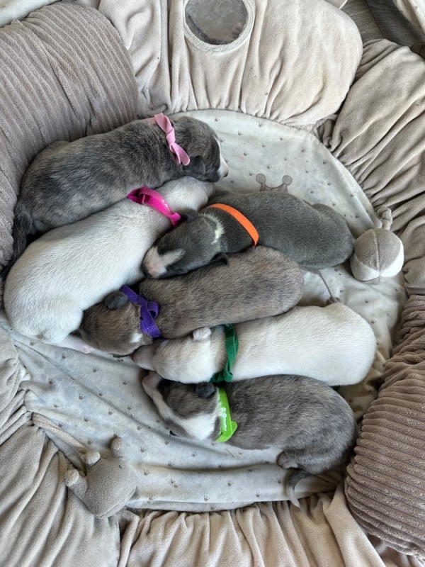 Whippet - de l'Empereur Sirius
