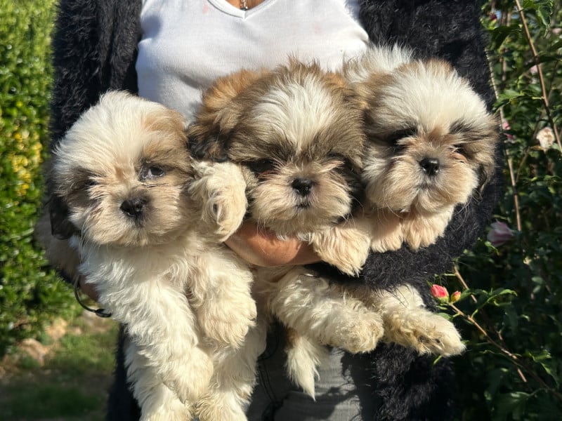 Shih Tzu - de l'Empereur Sirius