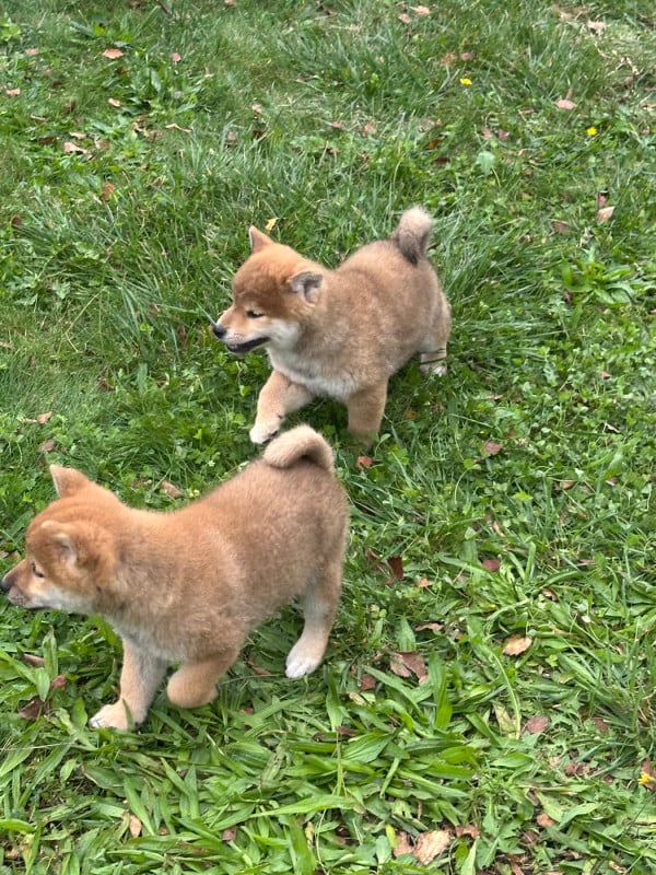 Shiba - de l'Empereur Sirius