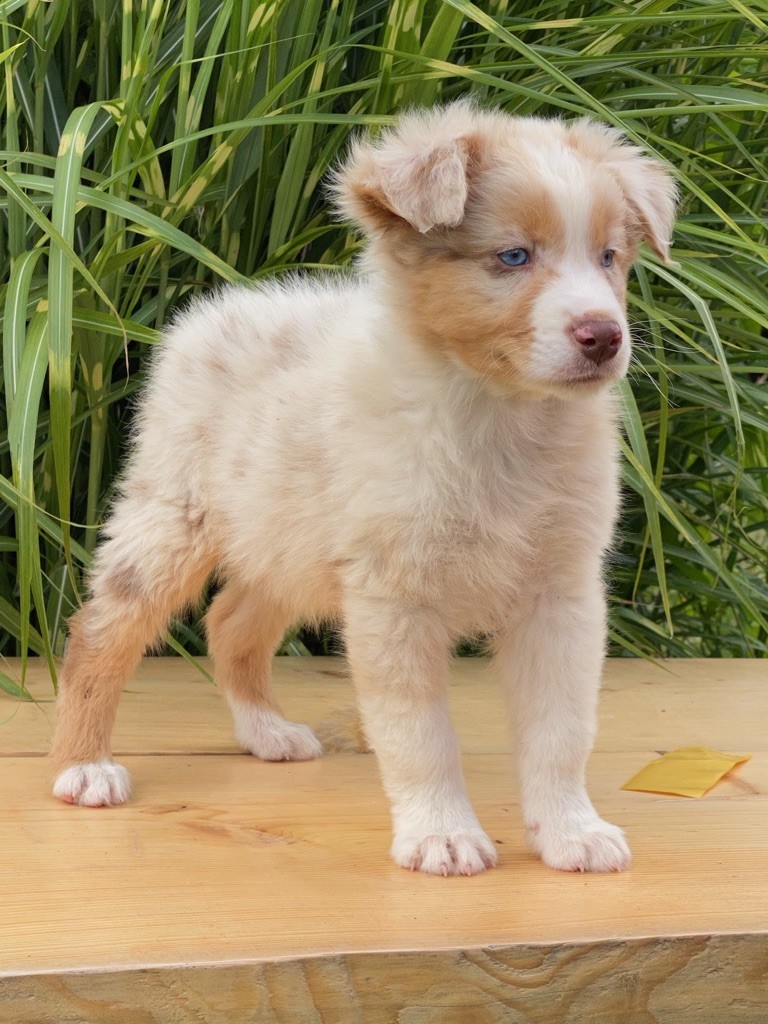 Chiot Berger Australien, mâle disponible en Bretagne, 56