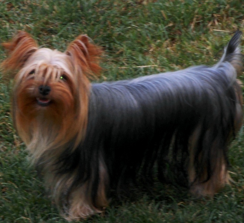 Publication : De la Bergerie du Coteau