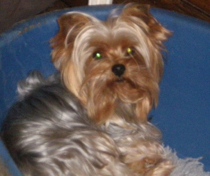 Akita De la Bergerie du Coteau