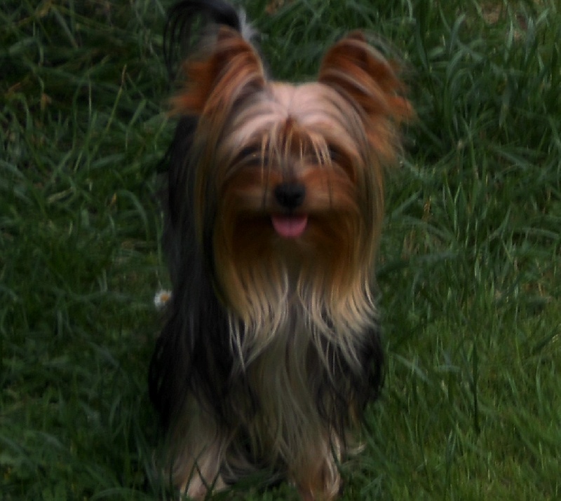 Publication : De la Bergerie du Coteau