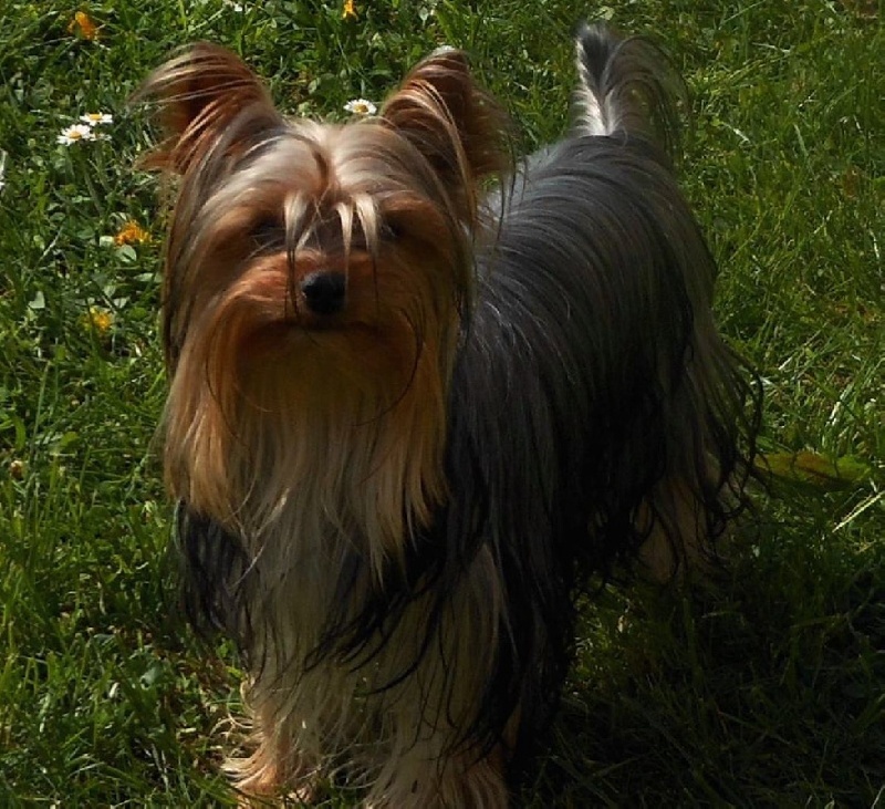 Publication : De la Bergerie du Coteau