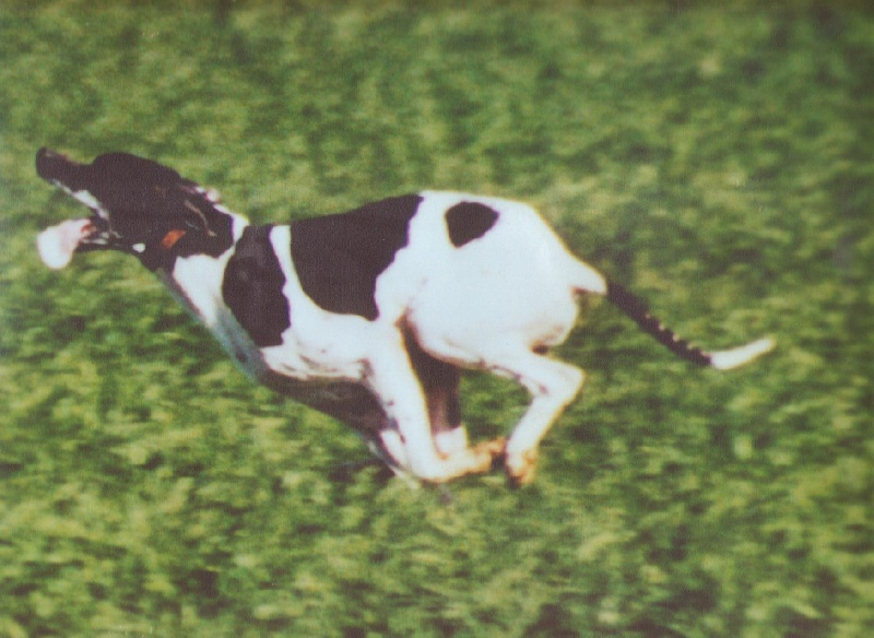 TR. Rocco de la perdrisette