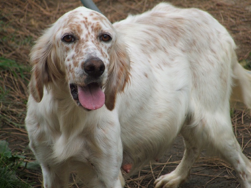 Publication : des pics luchonnais