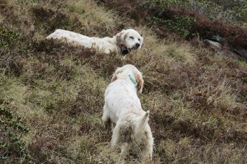 Publication : des pics luchonnais