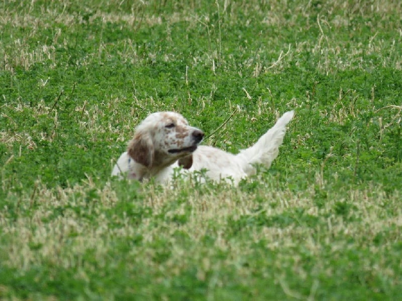 Publication : des pics luchonnais