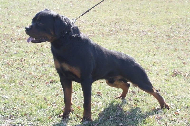 CH. Filou of Krie Gerische Schawarz - classe jeune 1 °EXC.