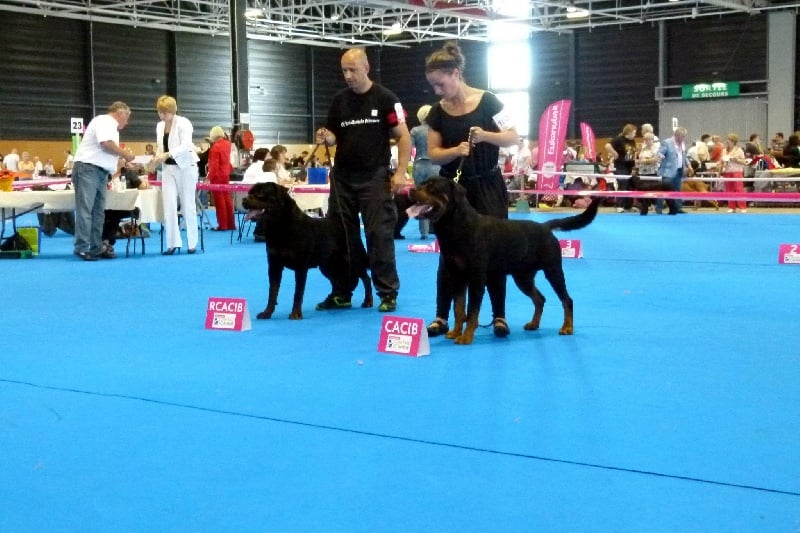 CH. Filou of Krie Gerische Schawarz - v1 open class r-cacs r-cacib