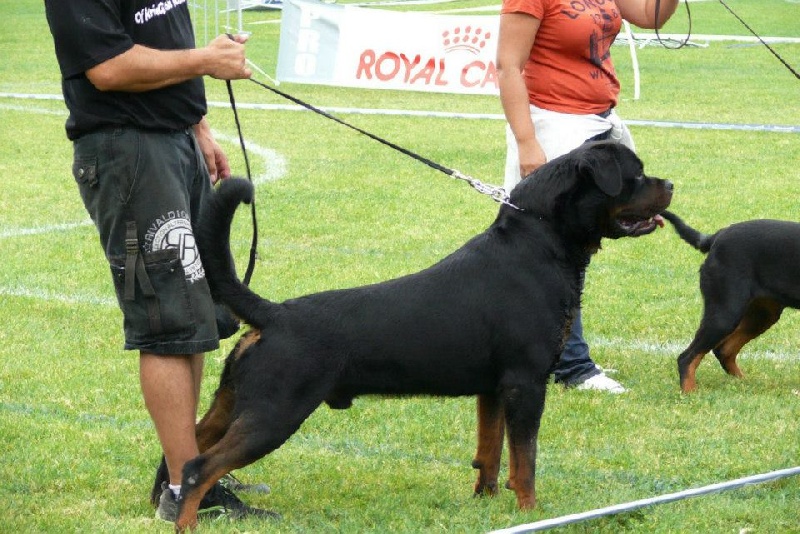 CH. Filou of Krie Gerische Schawarz - v 3