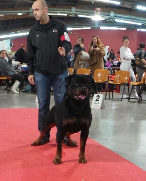 CH. Filou of Krie Gerische Schawarz - v 1 bob best ( 1 exc meilleur male et meilleur de race