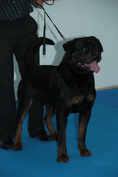 CH. Filou of Krie Gerische Schawarz - OPEN CLASS V1 cac meilleur male +bob