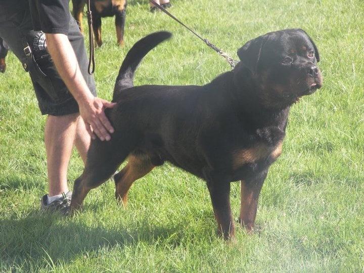 CH. Filou of Krie Gerische Schawarz - V 1 R.C.AC.S