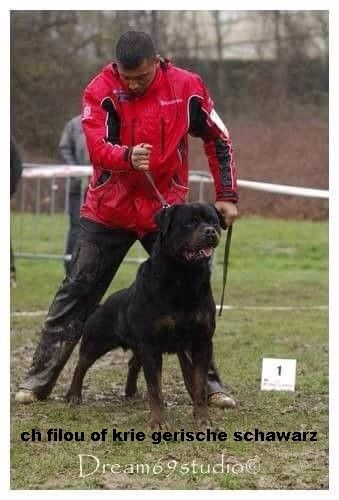 CH. Filou of Krie Gerische Schawarz - classe champions male v 1 best male