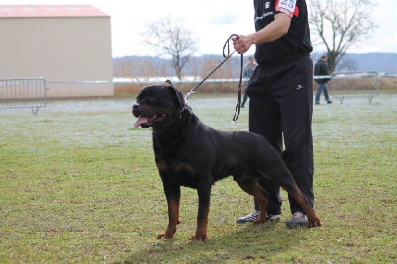 CH. Filou of Krie Gerische Schawarz - v 1 bob best ( 1 exc meilleur male et meilleur de race