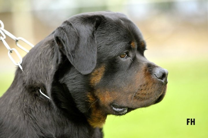 CH. Filou of Krie Gerische Schawarz - classe jeune v1