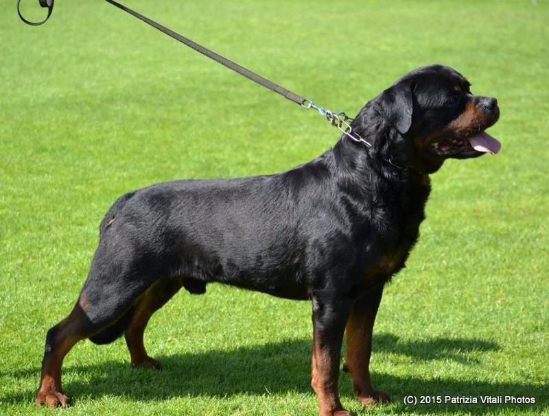 CH. Filou of Krie Gerische Schawarz - classe champions male finale des 6 v