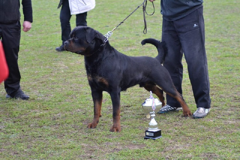 CH. Filou of Krie Gerische Schawarz - v 1 bob best ( 1 exc meilleur male et meilleur de race