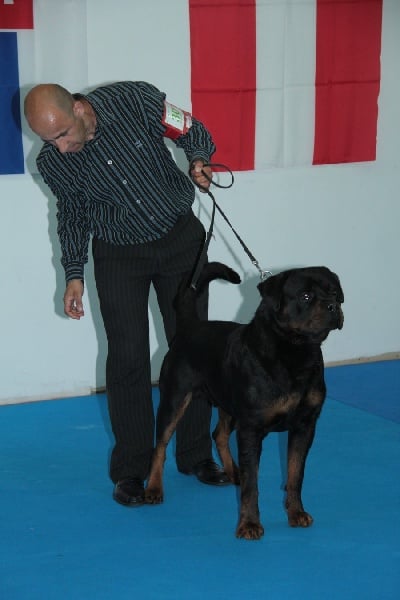 CH. Filou of Krie Gerische Schawarz - OPEN CLASS V1 cac
