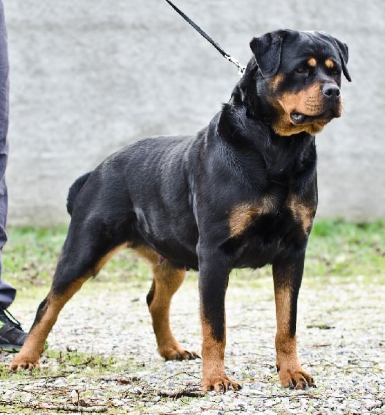 Kora von hause milsped - inter femelle v 1 + bob (meilleur de femelle )