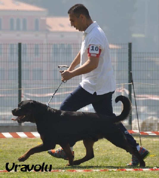 CH. Filou of Krie Gerische Schawarz - classe jeune v1 meilleur jeune best