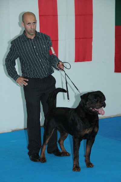 CH. Filou of Krie Gerische Schawarz - OPEN CLASS V1 cac + cacib +bob