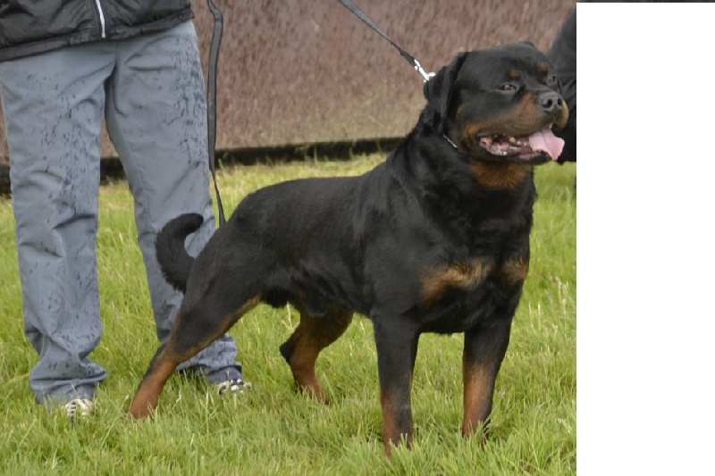 CH. Filou of Krie Gerische Schawarz - CLASS CHAMPION V1 cac +CACIB + meilleur male