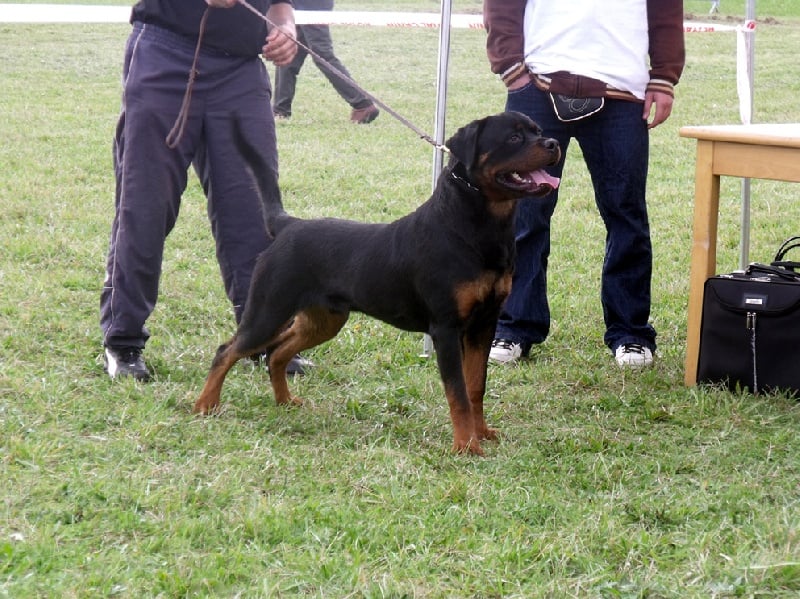 CH. Filou of Krie Gerische Schawarz - V1 CLASSE PUPPY